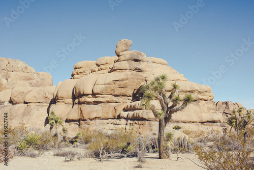 A large Joshua tree next to ancient boulders in the desert on a sunny day