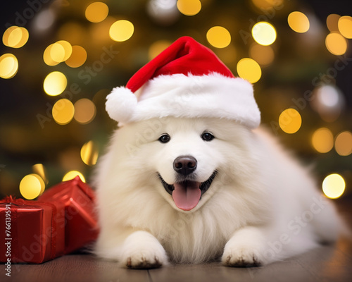 Dog Samoyed in Santa hat on Christmas tree background. Happy new year backdrop. Celebrating winter holidays card.
