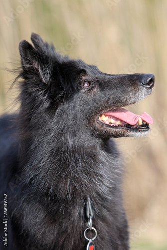 Portrait of a beautiful black Groenendael belgian Shepherd dog posing in a sunny spring environment.