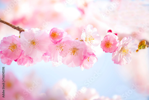 delicate lush cherry blossoms. pink flowers close up