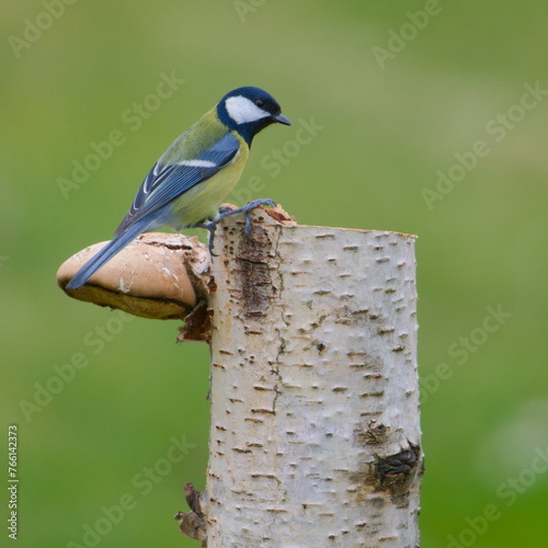 Parus major aka great tit perched on tree branch. Common bird in Czech republic nature. Isolated on green blurred background. photo