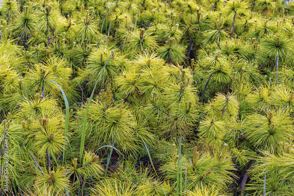 Fototapeta premium Lush green papyrus plants, seedlings in daylight