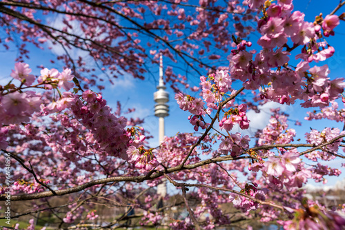 Munich Park with early Spring rosa colored Japanese Cherry Blossom 