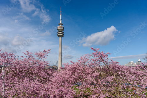 Munich Park with early Spring rosa colored Japanese Cherry Blossom 