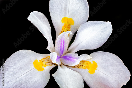 Wild iris, Dietes iridioides, African iris, fortnight lily or morea iris.