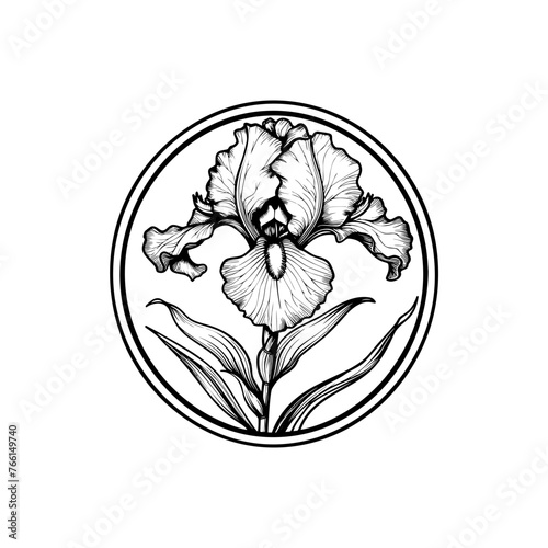 iris, vector drawing flowers at white background, hand drawn botanical illustration
