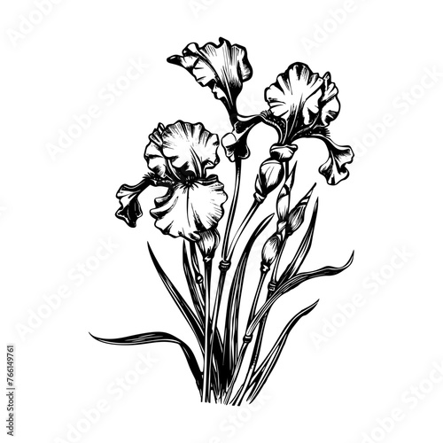 iris, vector drawing flowers at white background, hand drawn botanical illustration 
