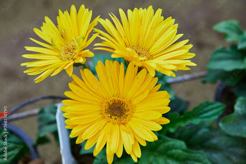 Close-up view of yellow Gerbera flower blooming in the garden Close-up view of yellow Gerbera flower blooming in the garden