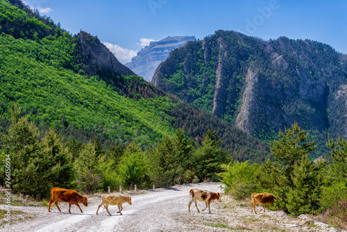 Amazing spring landscape. Mountains, valley and cows at road from Gunib to Karadakh in Dagestan, Russia. Wonderful nature, beautiful natural background. Picturesque scenery