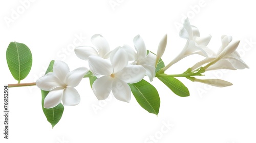 Fragrance and sweet smell jasmine flowers bouquet . Jasmine flower is the flower used in cosmestic industrial, rituals, religious ceremonies, adore the buddha and the symbol for Thai mother's day 