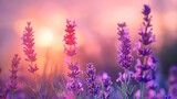 Lavender growing in the field on sunset. Closeup ,Generative ai,