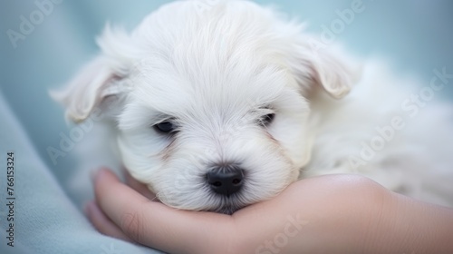 A woman's hands are holding a cute puppy in her arms. Best friend, friendship between an animal and a human, caring.