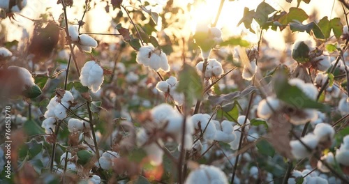 Beautiful shot of cotton plantation in Uzbekistan in sun rays. Cotton bolls. Cotton production. Ready to harvest cotton bushes. Agriculture concept