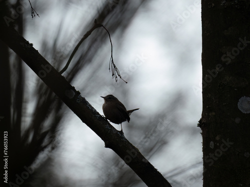 Zaunkönig (Troglodytes troglodytes)