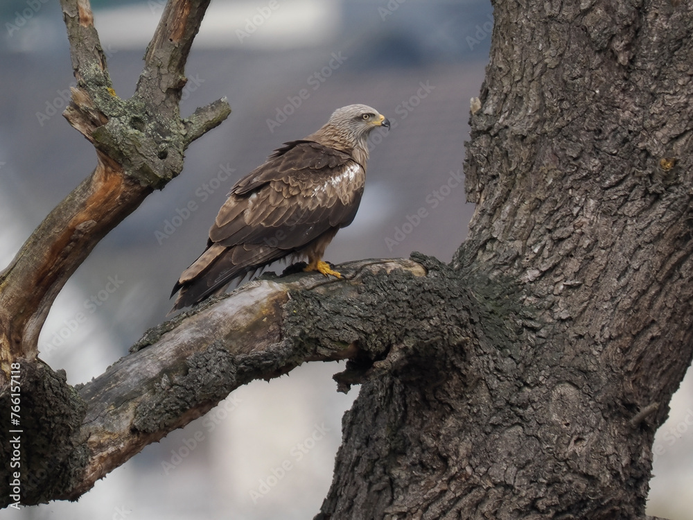 Schwarzmilan oder Schwarzer Milan (Milvus migrans) Schwarzmilan oder Schwarzer Milan (Milvus migrans)