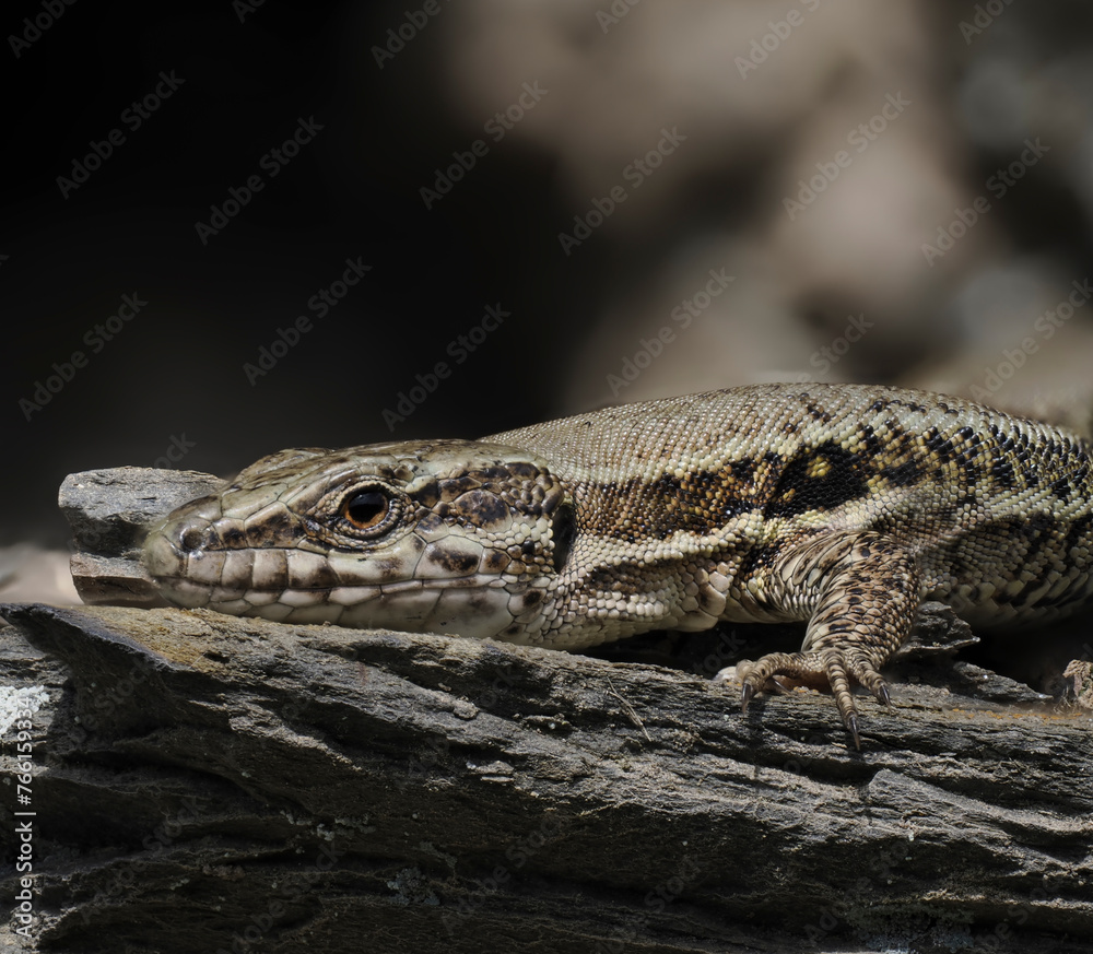 Naklejka premium Mauereidechse&nbsp;(Podarcis muralis)