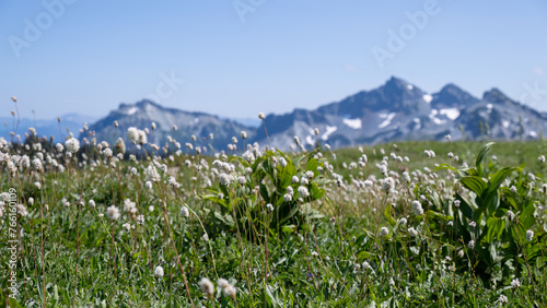 White wildflowers at Skyline Trail. Mountains in the background. Mount Rainier National Park. Washington State.