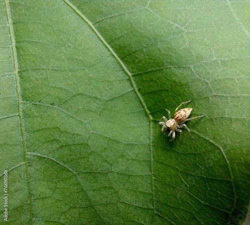 jumping spider closeup on green leave