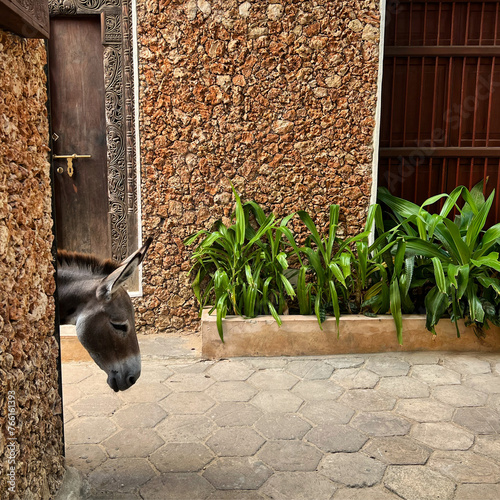 A donkey in the old town of Shela on Lamu Island, Kenya.