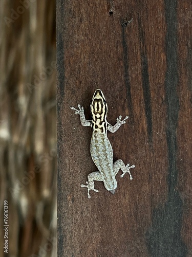 A small striped lizard with it's tail missing.