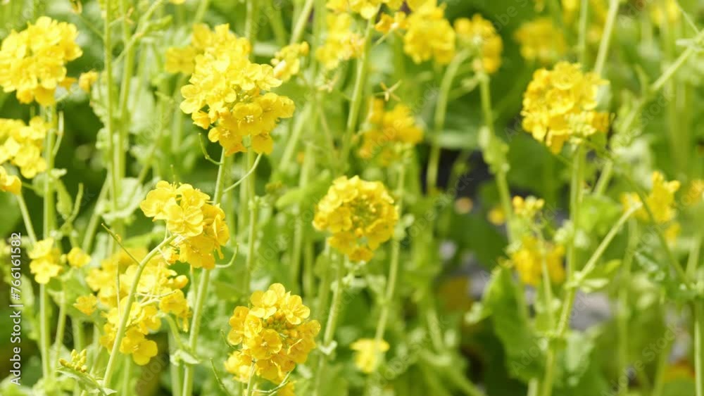 Yellow Flower Blossom Rapeseed Canola Agriculture Field Yellow Flower Blossom Rapeseed Canola Agriculture Field