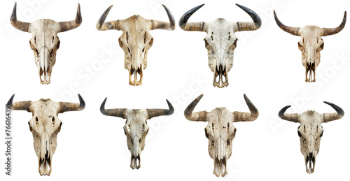 Cow skulls isolated on transparent png background