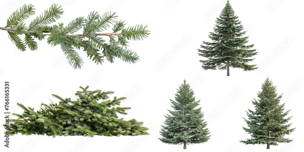 Douglas fir Tree isolated Douglas fir Tree isolated