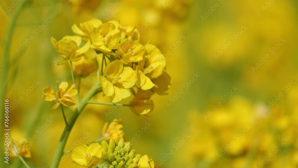 A field with yellow rapeseed flowers. Production of rapeseed oil. Farmland. A field with yellow rapeseed flowers. Production of rapeseed oil. Farmland.