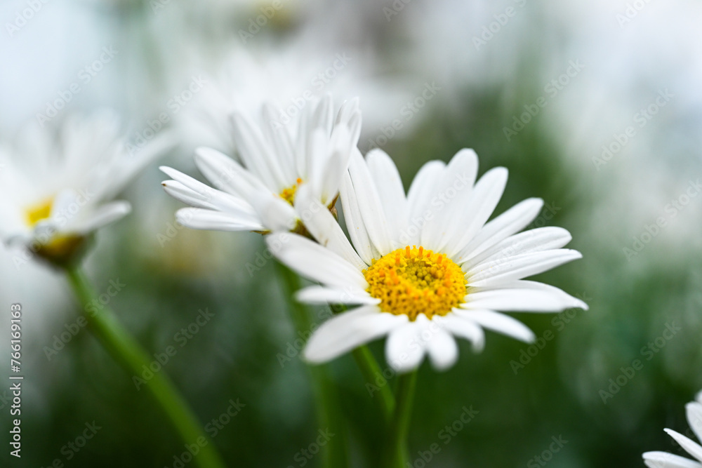 Selective focus of white cream flower with green leaves in garden, Argyranthemum frutescens known as Paris daisy or marguerite daisy, A perennial plant known for its flowers, Nature floral background. Selective focus of white cream flower with green leaves in garden, Argyranthemum frutescens known as Paris daisy or marguerite daisy, A perennial plant known for its flowers, Nature floral background.