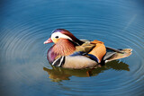Mandarin ducks at the West Lake scenic spot in Hangzhou, Zhejiang Province, China.