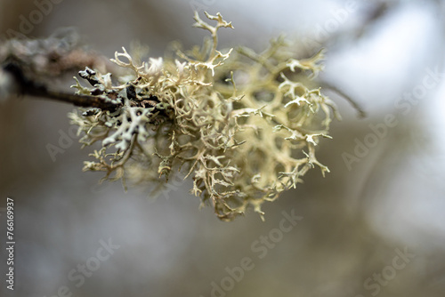 abstract texture, abstract tree growth, old tree trunk, nature prints on wood, suitable for background © ANDA