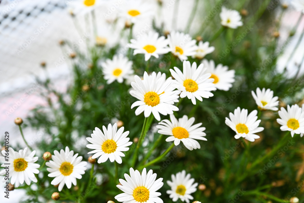 Selective focus of white cream flower with green leaves in garden, Argyranthemum frutescens known as Paris daisy or marguerite daisy, A perennial plant known for its flowers, Nature floral background. Selective focus of white cream flower with green leaves in garden, Argyranthemum frutescens known as Paris daisy or marguerite daisy, A perennial plant known for its flowers, Nature floral background.