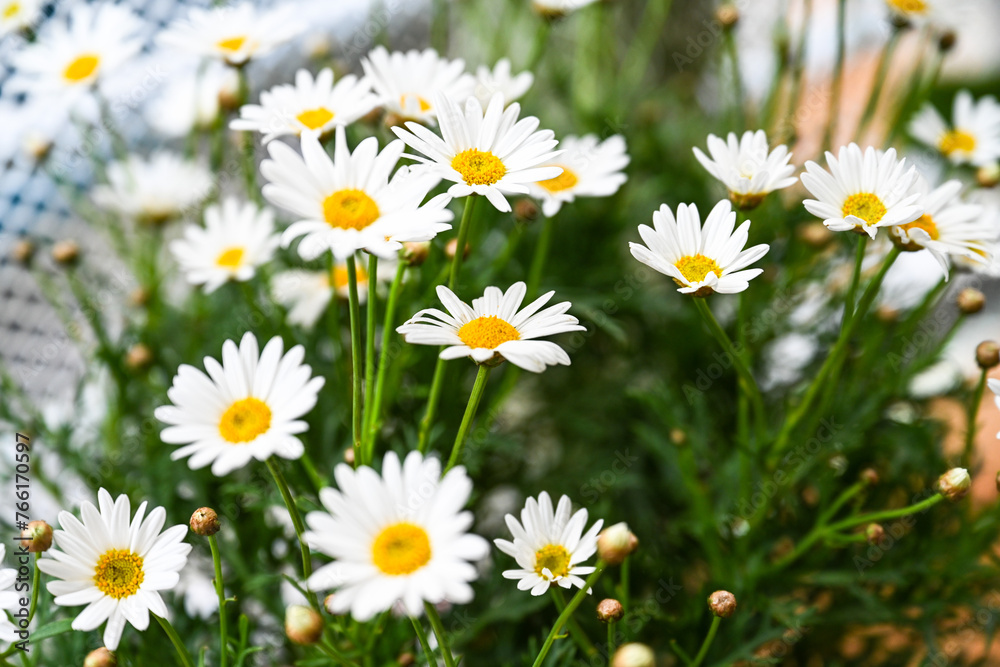 Selective focus of white cream flower with green leaves in garden, Argyranthemum frutescens known as Paris daisy or marguerite daisy, A perennial plant known for its flowers, Nature floral background. Selective focus of white cream flower with green leaves in garden, Argyranthemum frutescens known as Paris daisy or marguerite daisy, A perennial plant known for its flowers, Nature floral background.