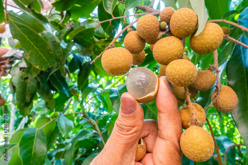 Farmer hand opening Longan at Longan,Thai fruits or Tropical fruits young longan in Lamphun Thailand,Dimocarpus longan..