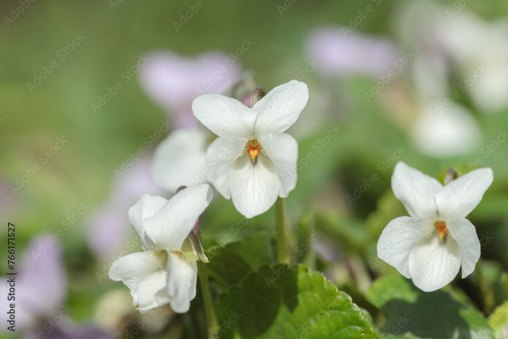 Macro shot of white garden violets (Viola odorata).