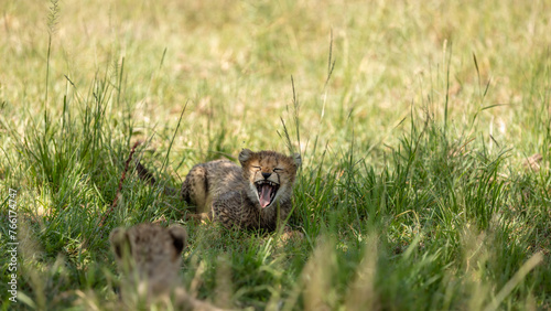 A cheetah cub ( Acinonyx Jubatus) yawning, Olare Motorogi Conservancy, Kenya.