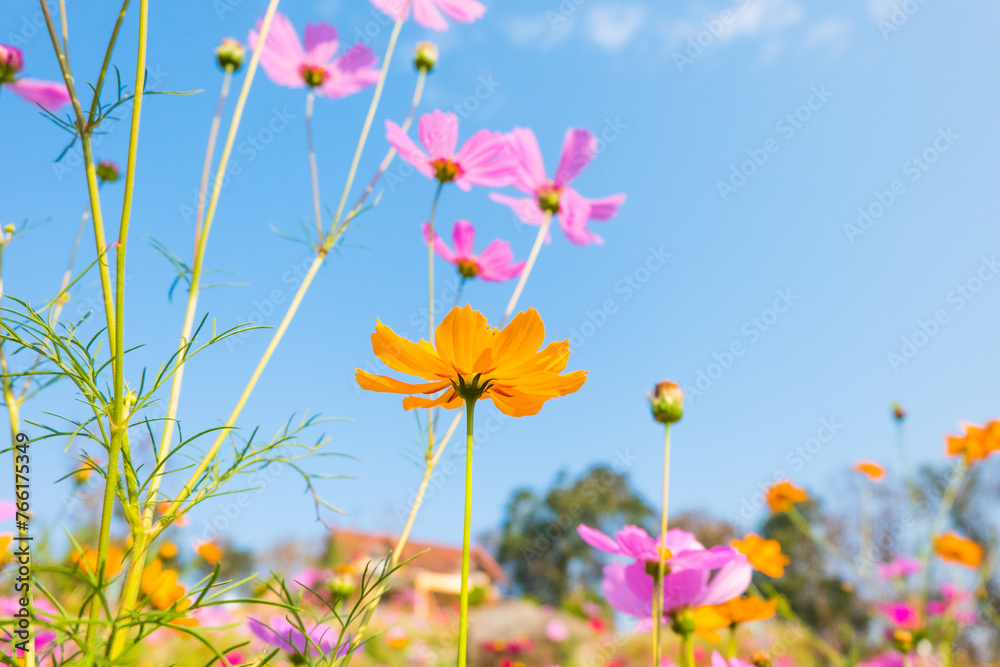 Pink cosmos flower field in garden. Pink cosmos flower field in garden.