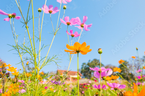 Fototapeta Naklejka Na Ścianę i Meble -  Pink cosmos flower field in garden.