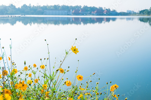 Yellow cosmos flower field near lake with bright sky..