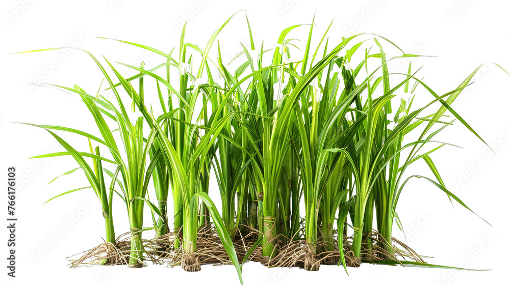 Obraz premium Tuft of bright green grass against transparent background