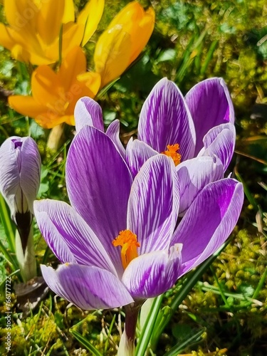 Closeup picture of the purple and white flower of a Crocus flowering during spring time in the garden.