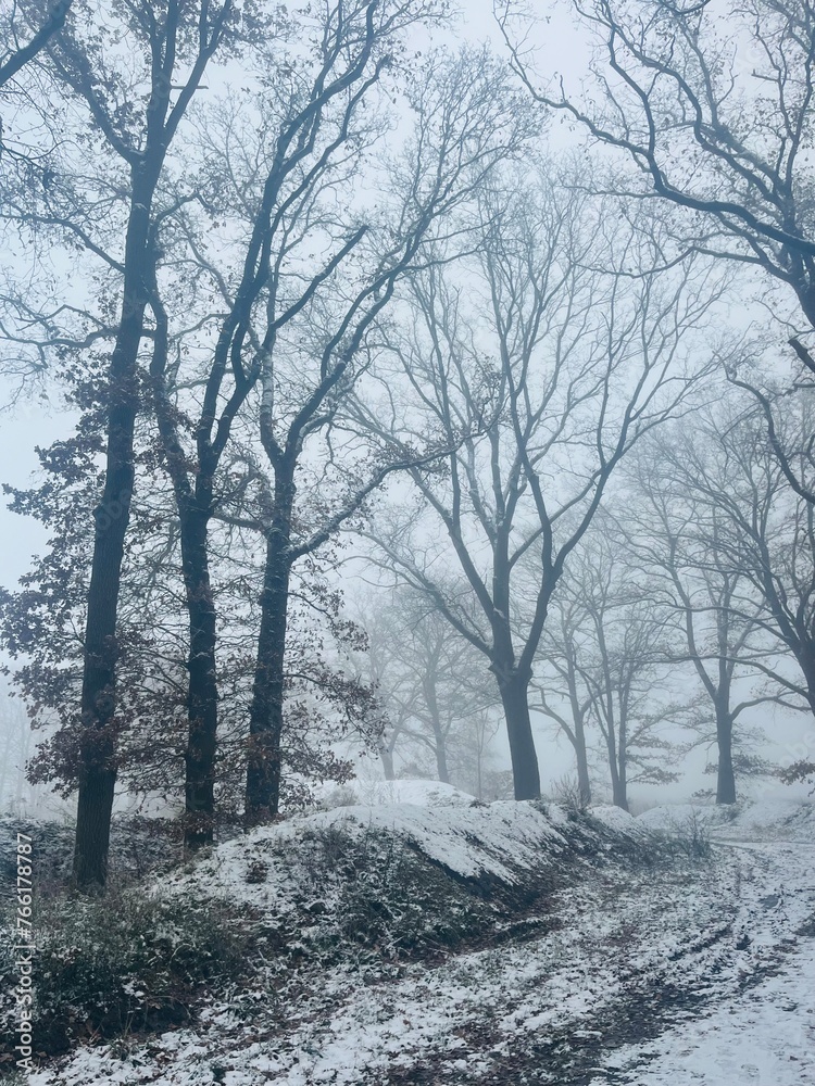Leafless trees alley at the winter time, fog and snow, mysterious Leafless trees alley at the winter time, fog and snow, mysterious