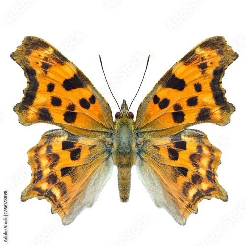 nymphalidae polygonia, beautiful ornage with black spot butterfly isolated on white background