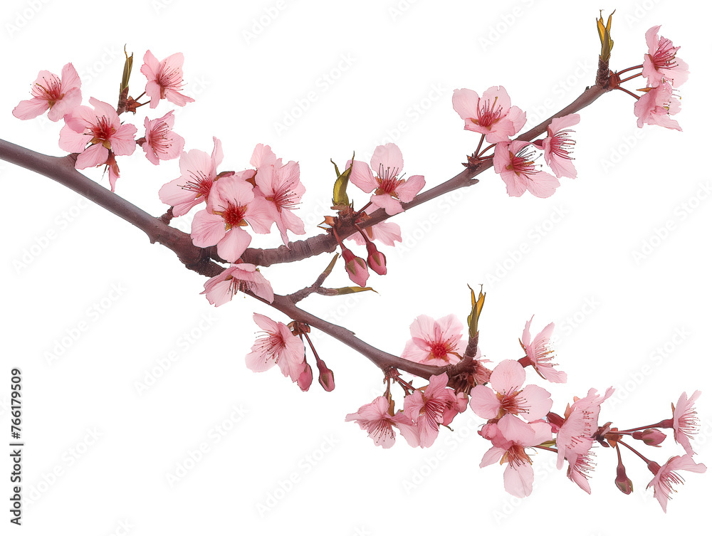 Sakura branch on transparent background