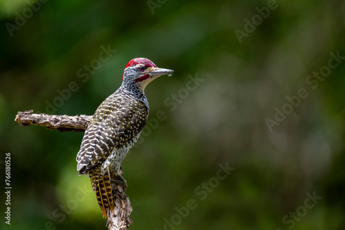 Nubian woodpecker, Serengeti National Park, Tanzania, Africa photo