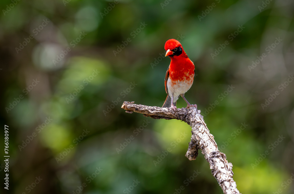 The red-headed weaver (Anaplectes rubriceps) is a bird commonly found in eastern and southern Africa in countries such as Zambia, Zimbabwe and most of Mozambique and Botswana. The red-headed weaver (Anaplectes rubriceps) is a bird commonly found in eastern and southern Africa in countries such as Zambia, Zimbabwe and most of Mozambique and Botswana.