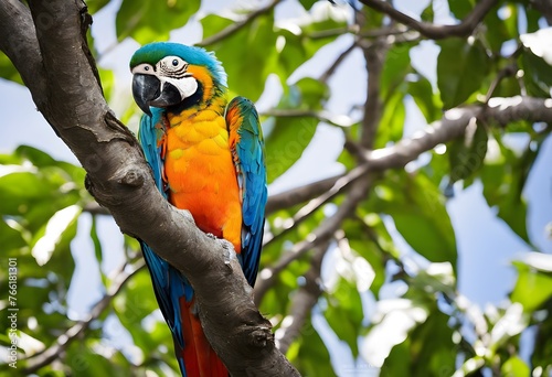 A close up of a Parrot