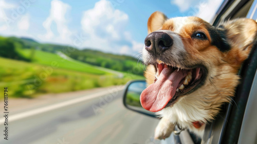 Funny dog's muzzle looks out of car window during a road trip. Happy pet sticks out its tongue in the wind and enjoys a auto ride. Cute doggy have fun. Joyful travel with animal. Curious pup. Summer.