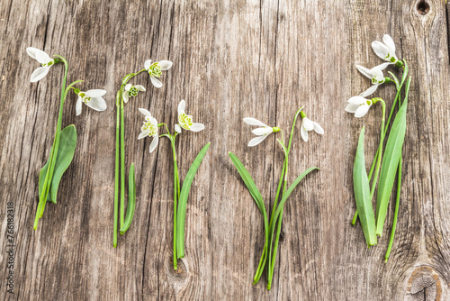 Different types and varieties of snowdrops