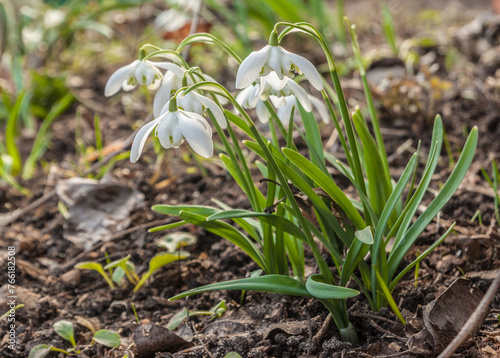 Double snowdrop (Galanthus nivalis) Flore Pleno